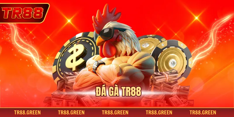 Đá Gà TR88 - Sảnh Cược Trực Tuyến Hấp Dẫn Tỷ Lệ Chuẩn